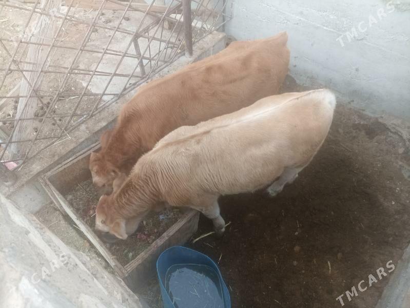 okiz - Балканабат - img 2