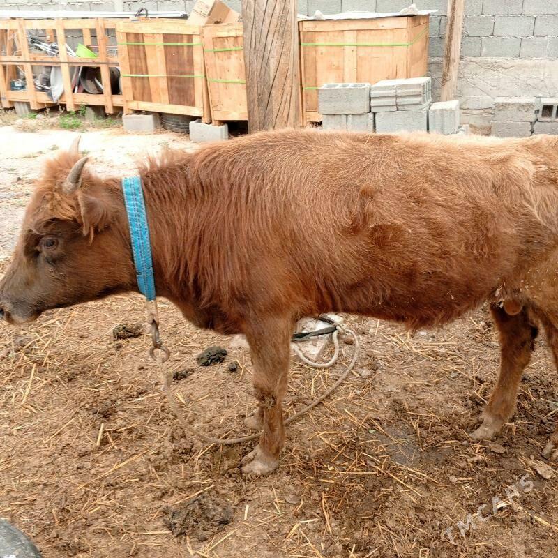 Gole - Кипджак - img 4