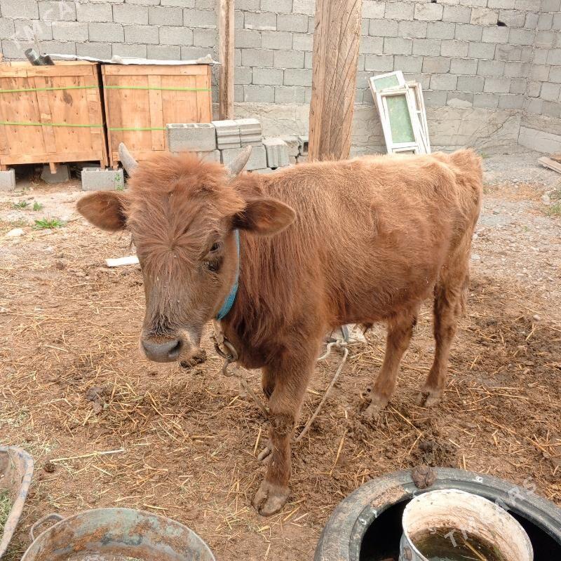 Gole - Кипджак - img 2