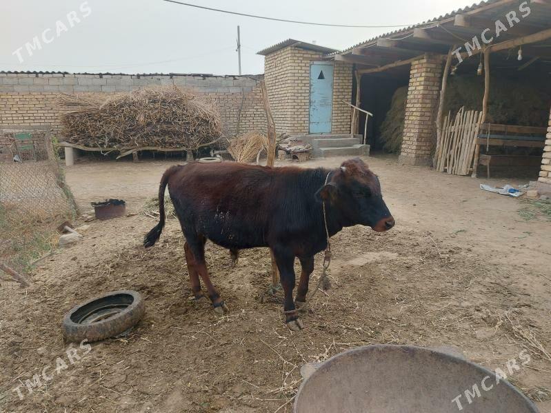 Öküz - Бабадайхан - img 1