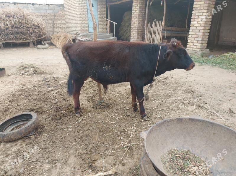 Öküz - Бабадайхан - img 3