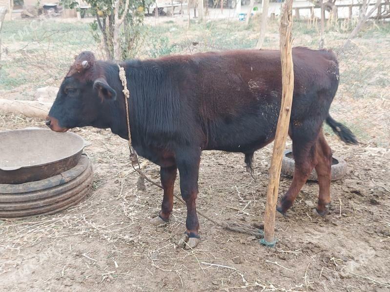 Öküz - Бабадайхан - img 2