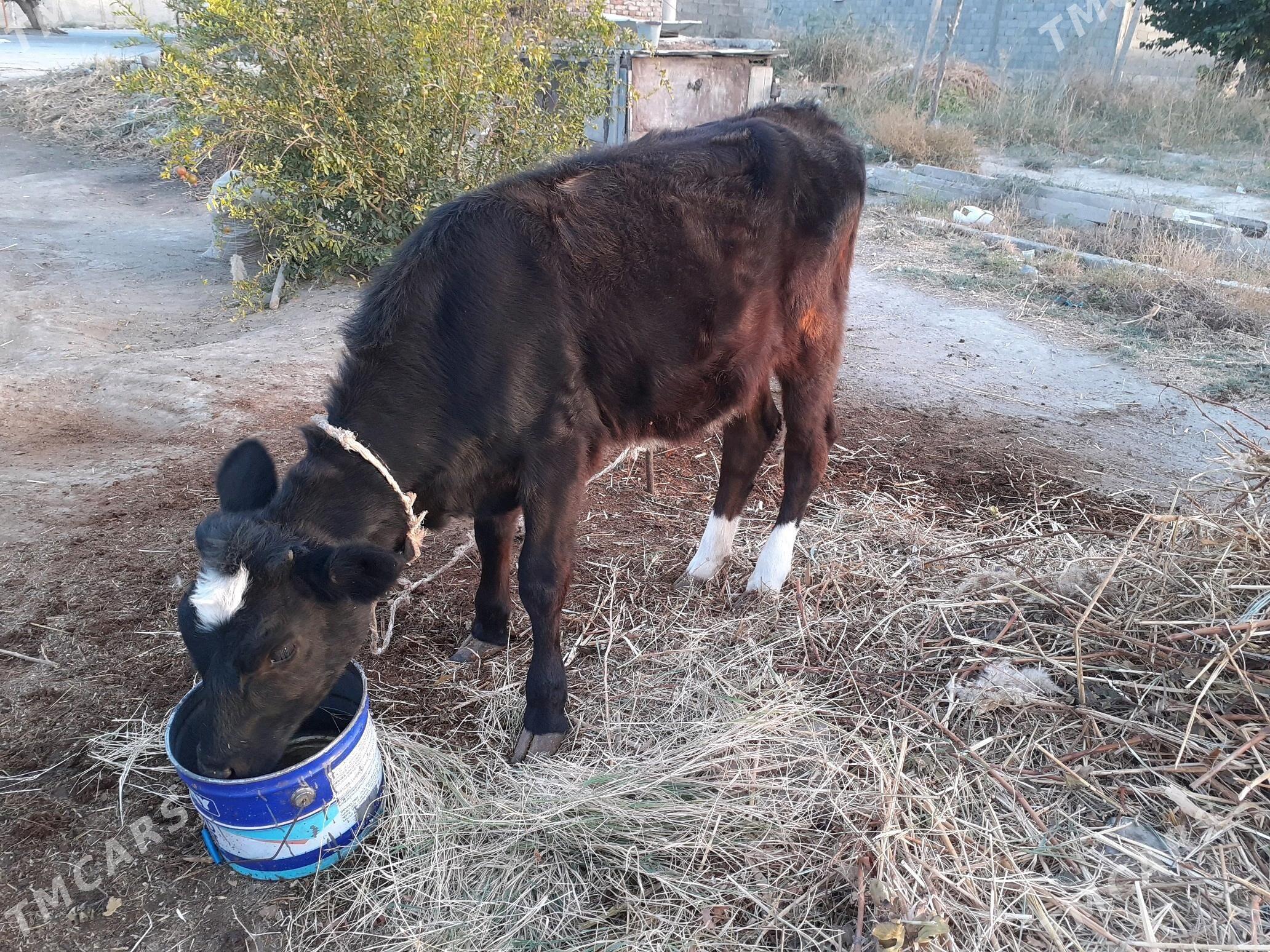 Tuwe - Гёкдепе - img 2