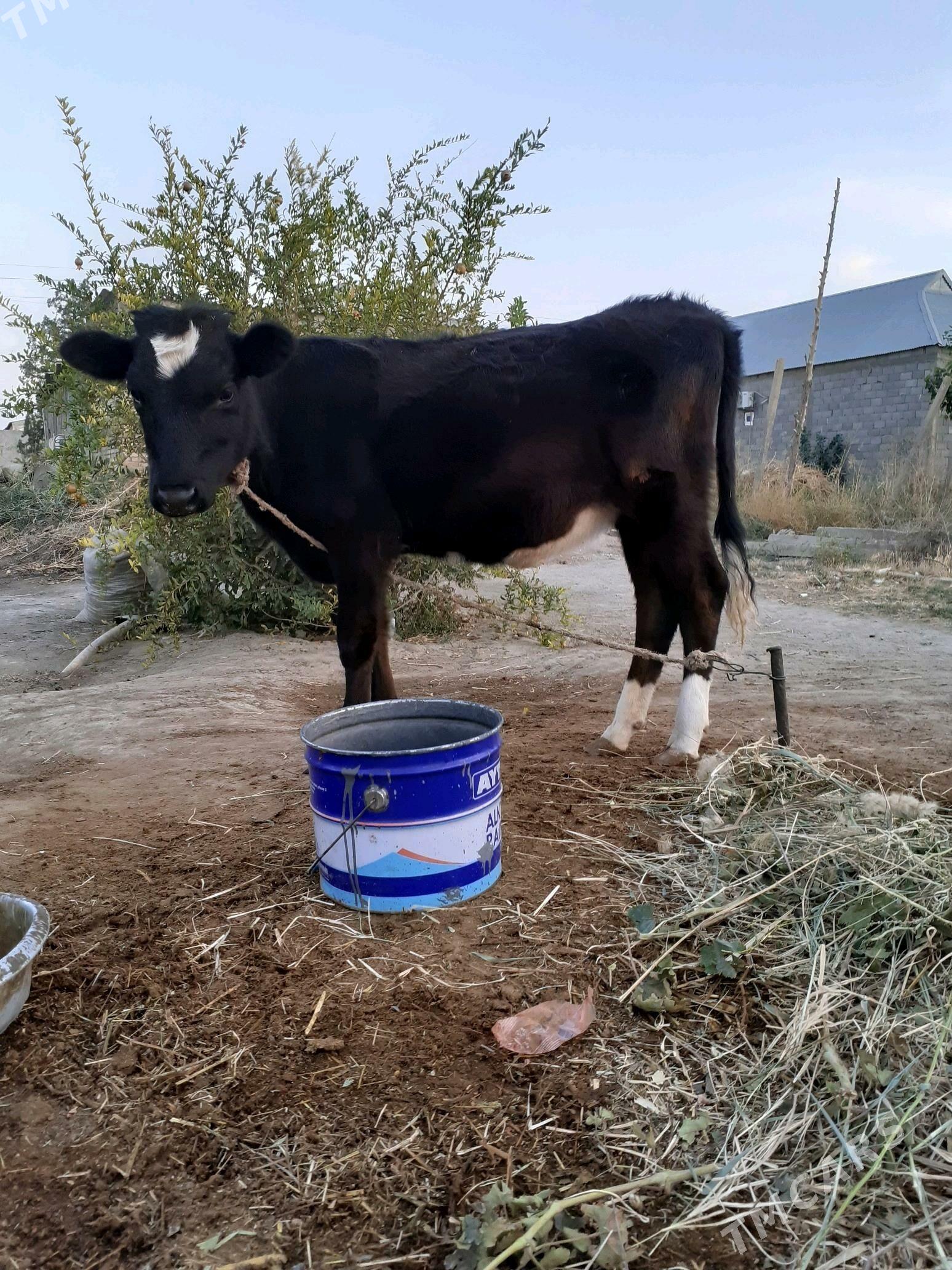 Tuwe - Гёкдепе - img 3