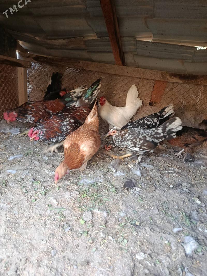 karlik - Tejen - img 7