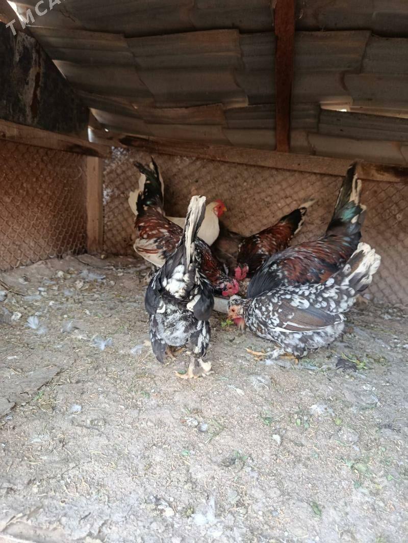 karlik - Tejen - img 8