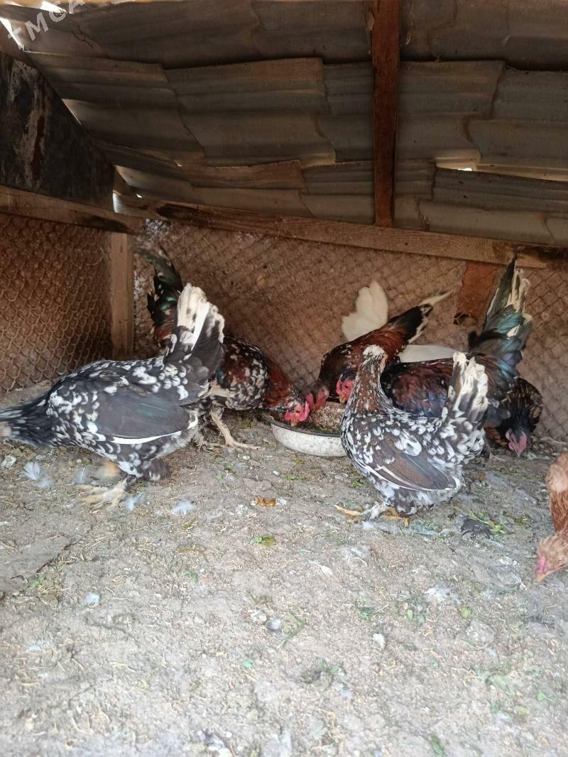 karlik - Tejen - img 2