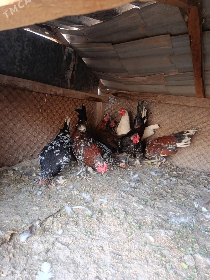 karlik - Tejen - img 3