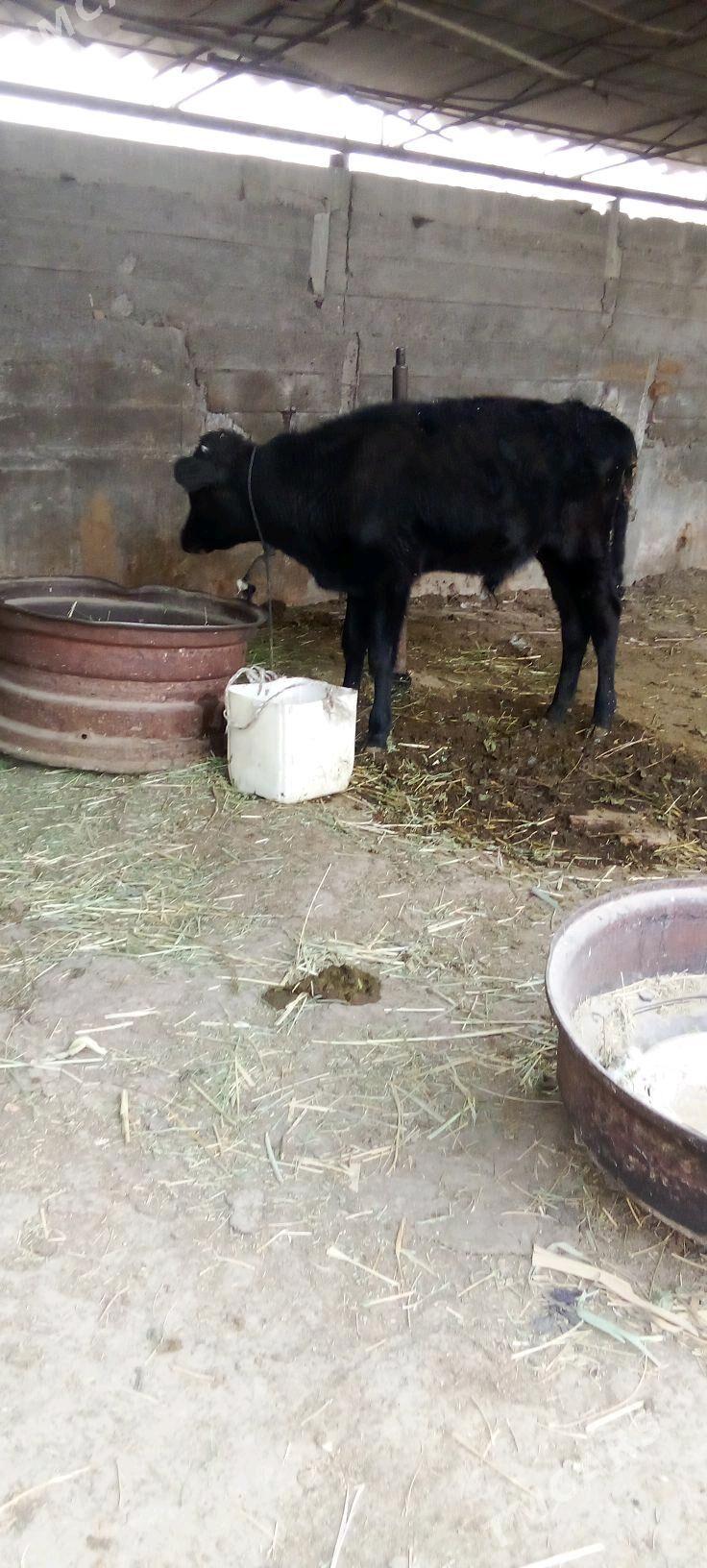 õküz - Яшлык - img 1