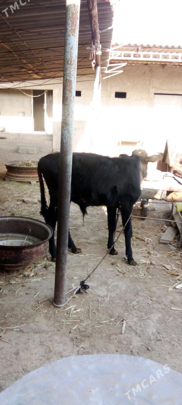 õküz - Яшлык - img 4