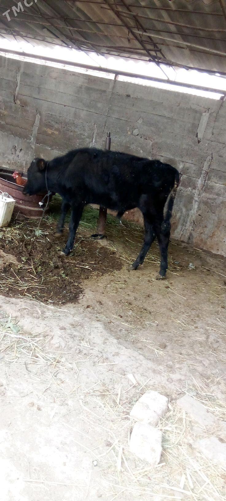 õküz - Яшлык - img 2