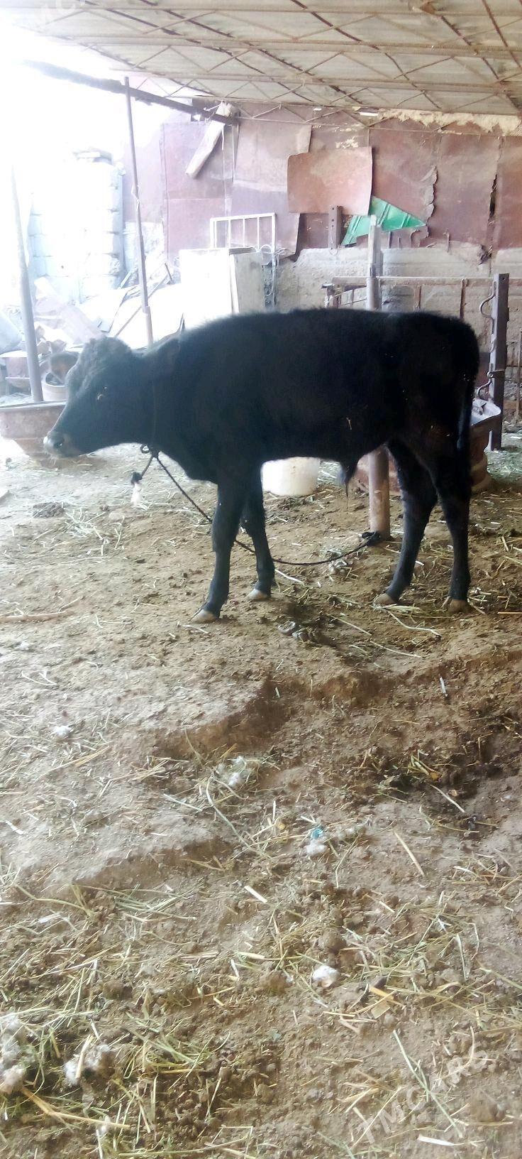 õküz - Яшлык - img 3