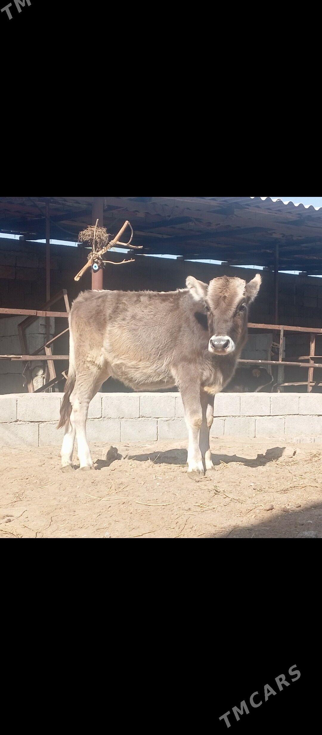 tohom okuz - Бузмеин - img 1