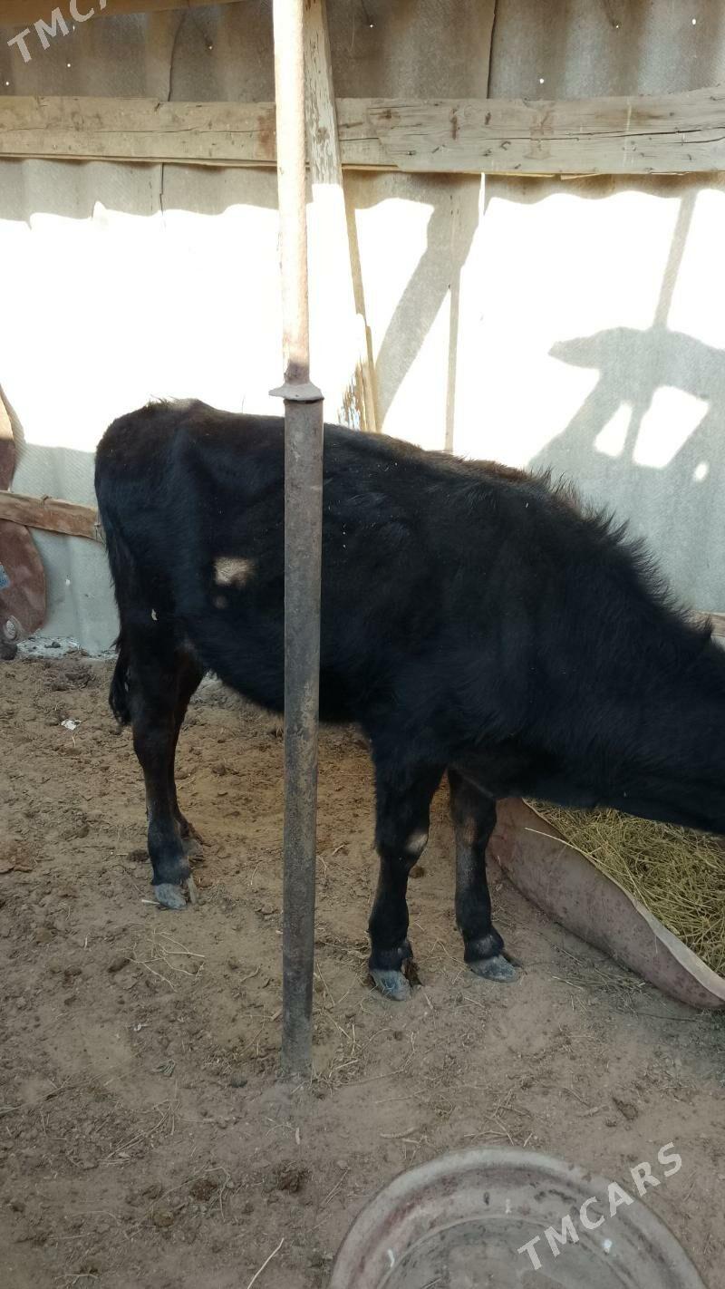 Öküzçe - Esenguly - img 1