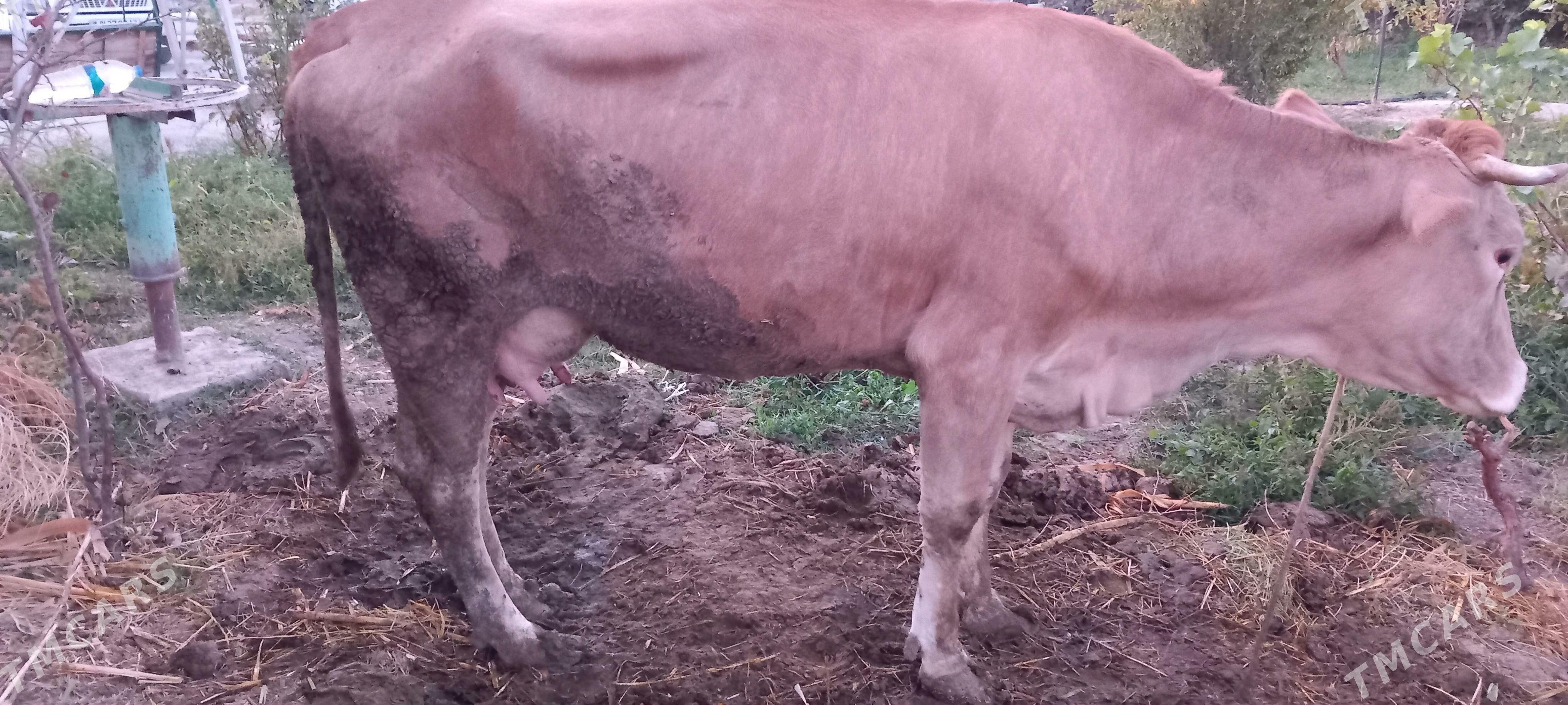 goleli sygyr - Gökdepe - img 1