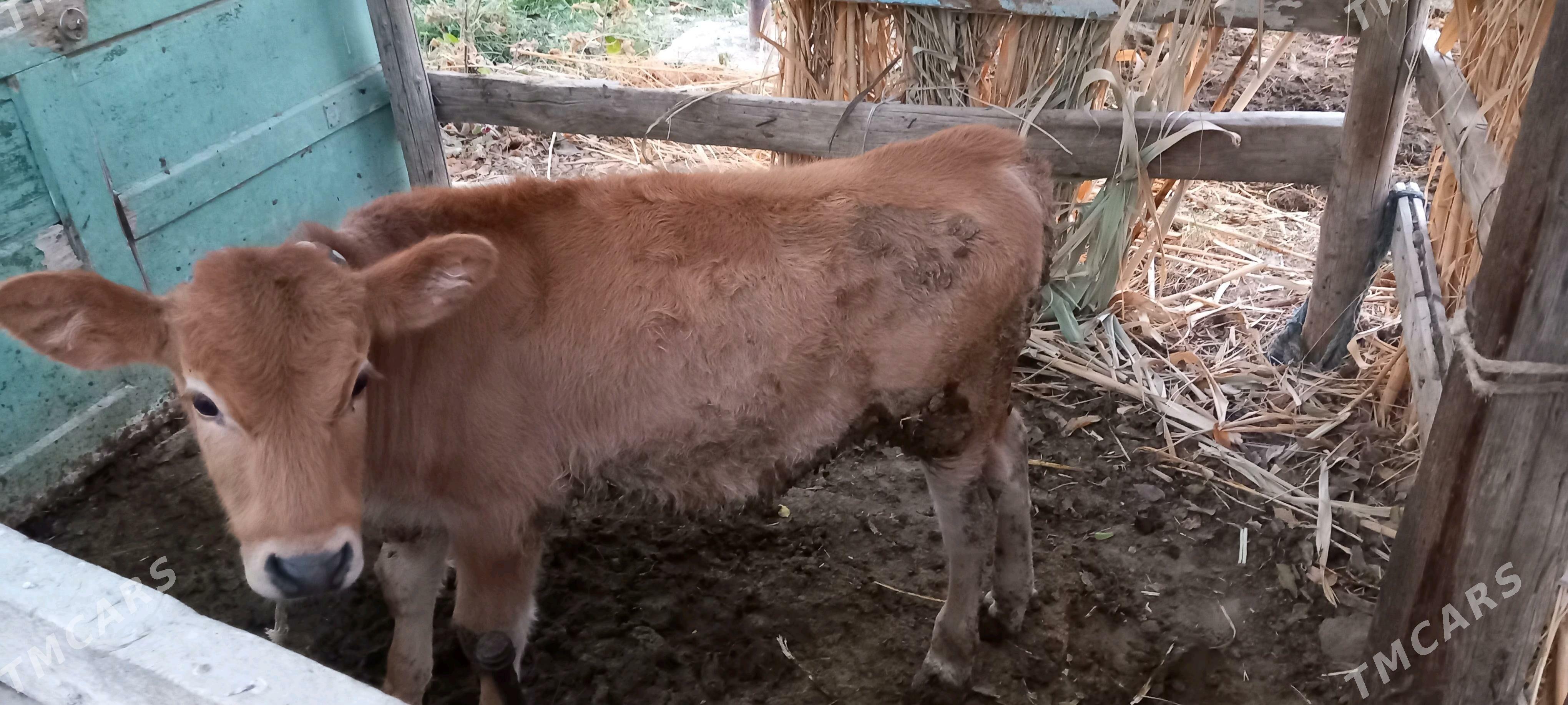 goleli sygyr - Gökdepe - img 2