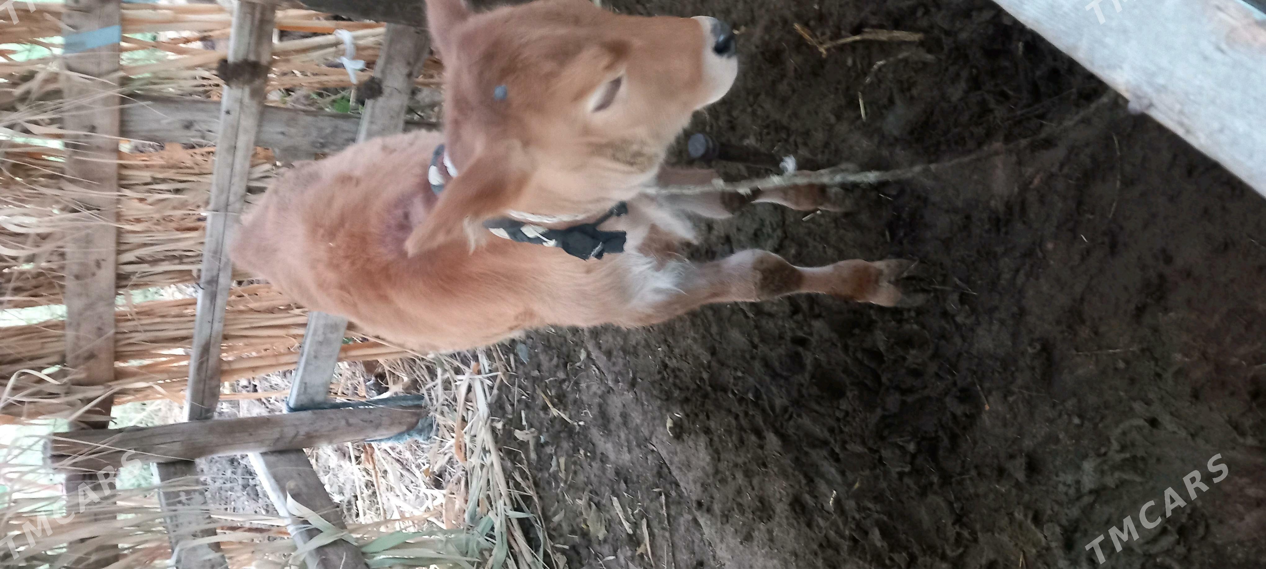 goleli sygyr - Gökdepe - img 3