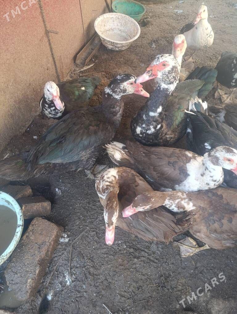 Muskus Ördekler - Türkmenabat - img 2