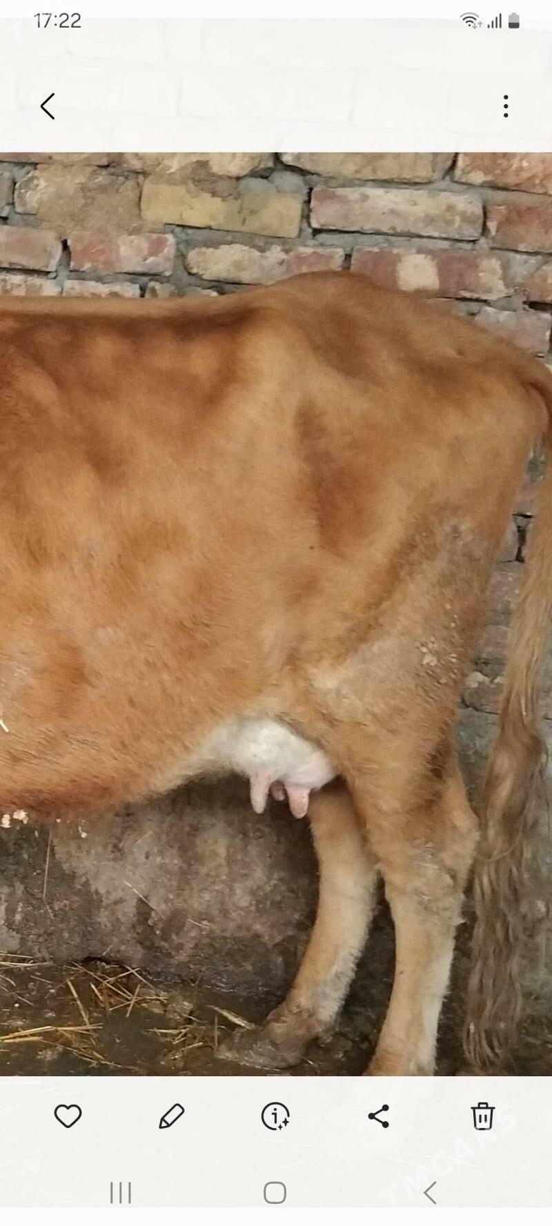 sygyr - Ашхабад - img 3