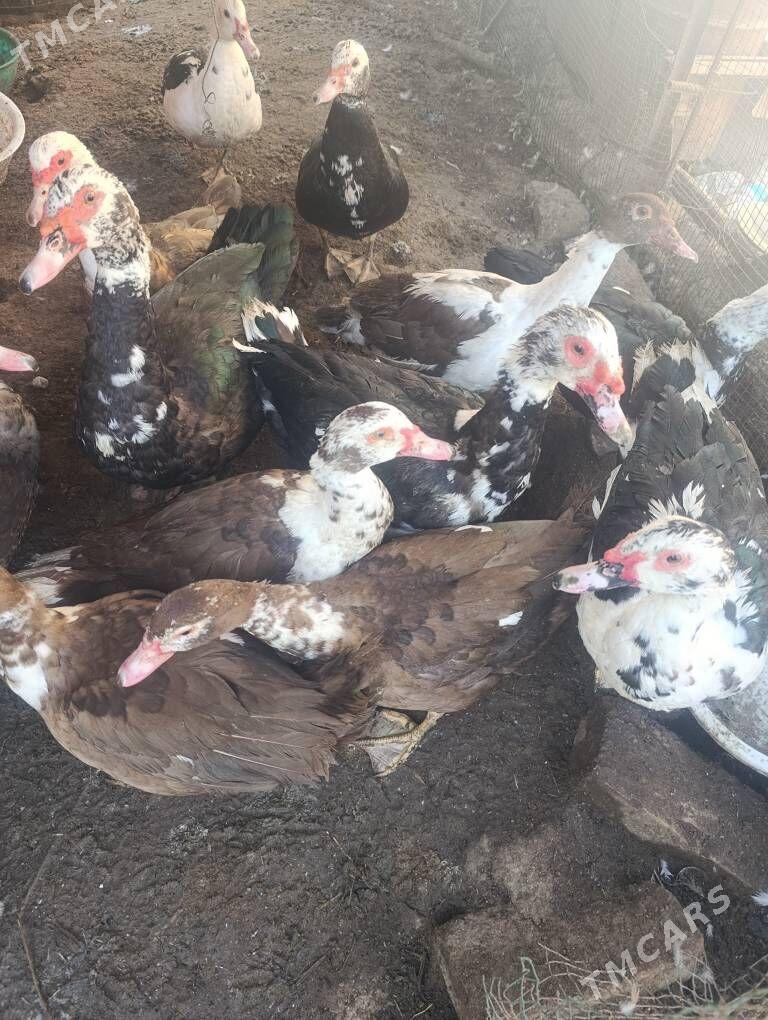 Muskus Ördekler - Türkmenabat - img 3