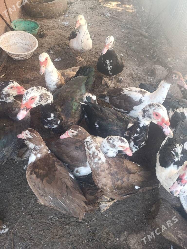 Muskus Ördekler - Türkmenabat - img 4