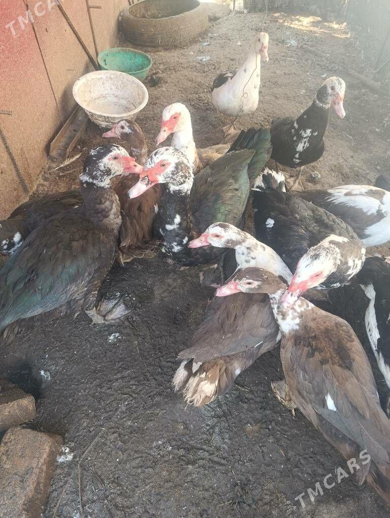 Muskus Ördekler - Türkmenabat - img 1