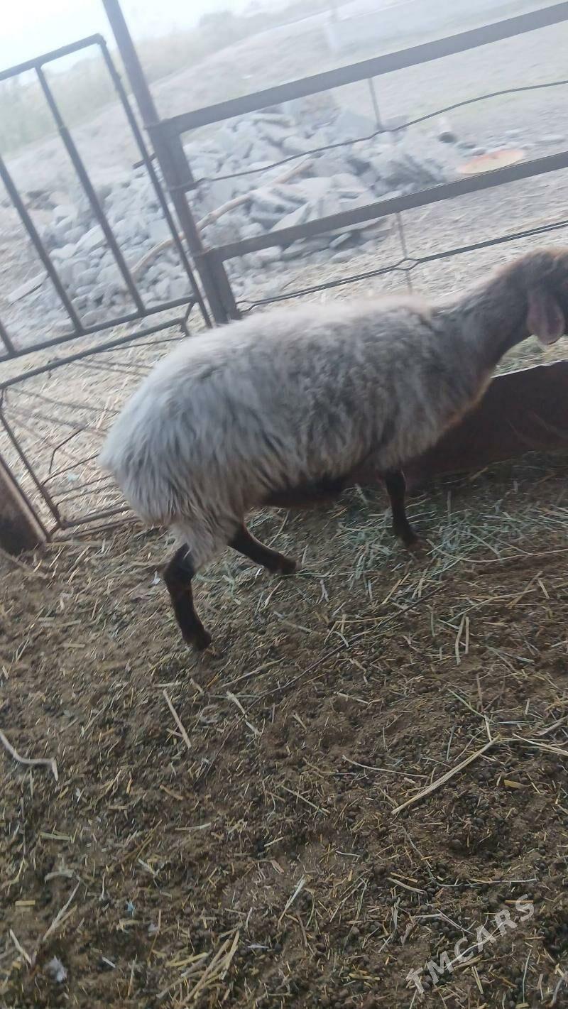 Goyun tokly - Saýat - img 1