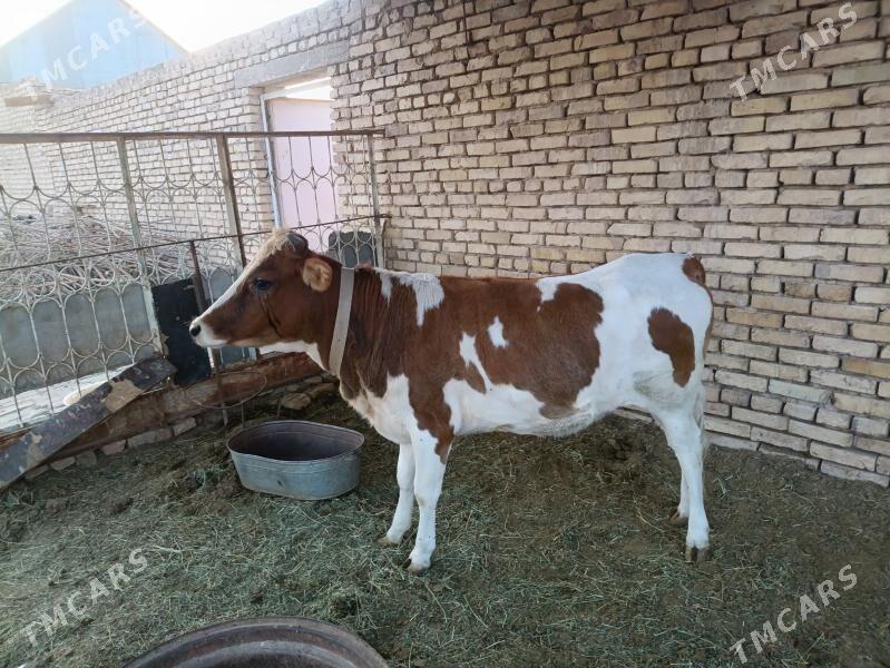 Gole - Мары - img 2