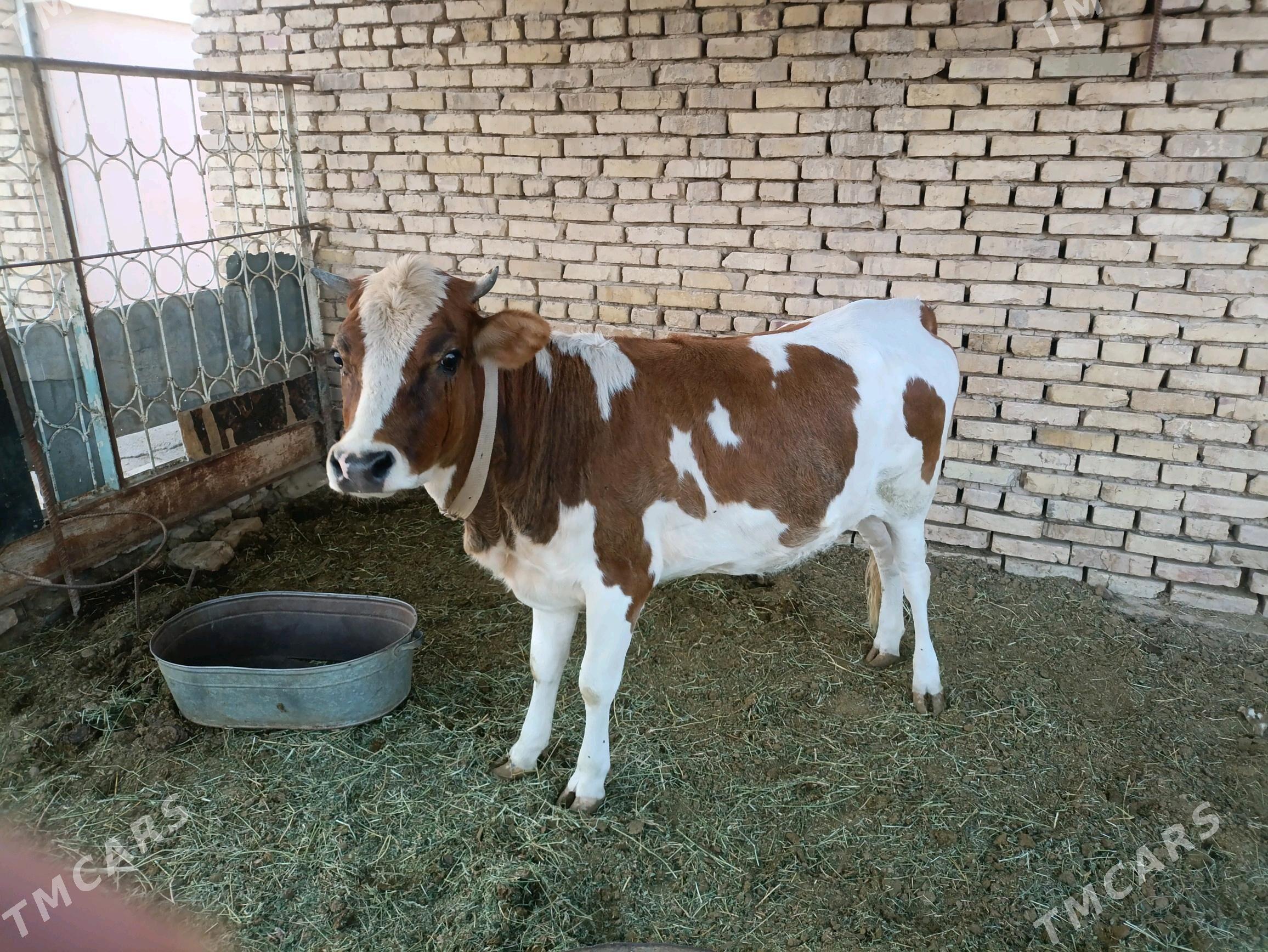 Gole - Мары - img 1