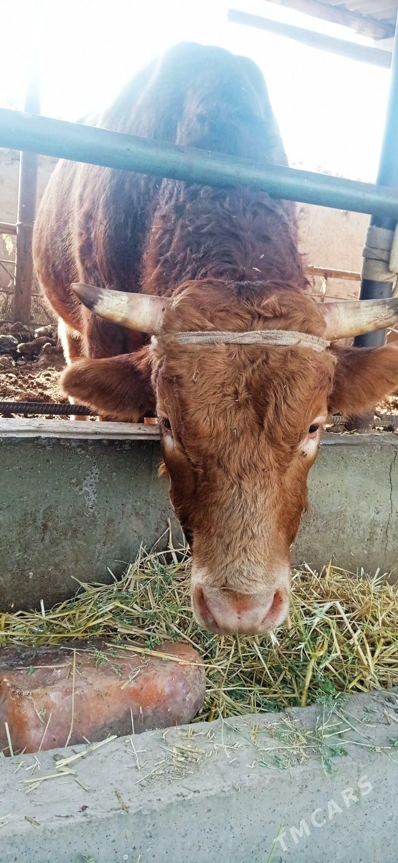 Parodny Ökuz - Türkmenabat - img 1