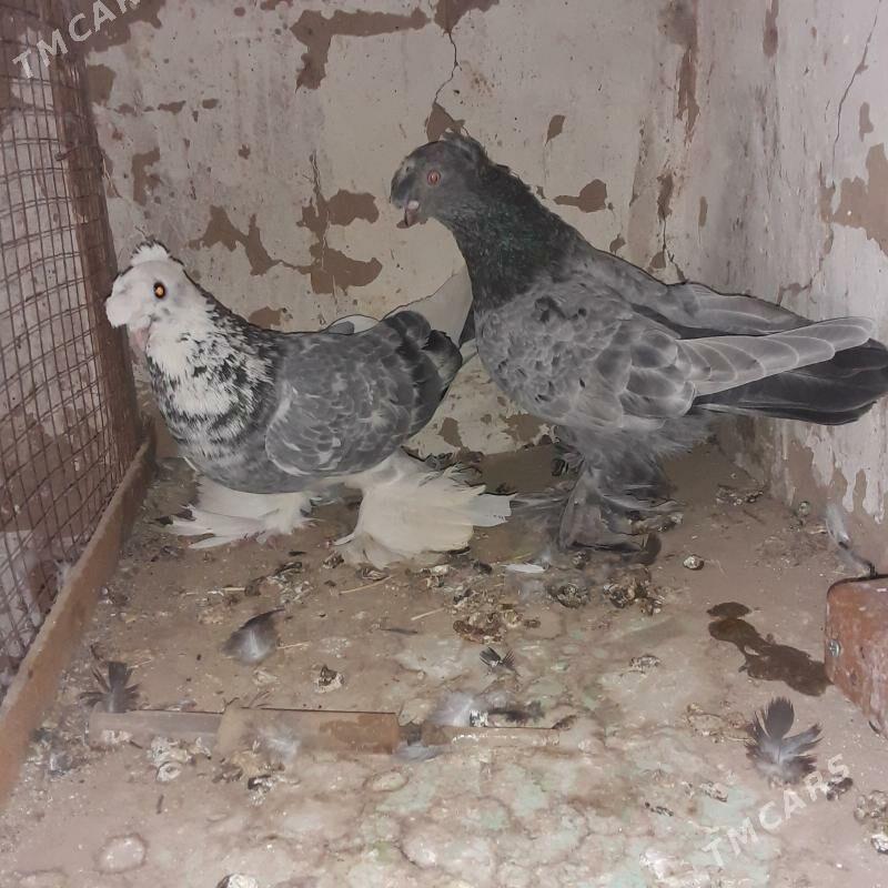 голбы - Mary - img 6