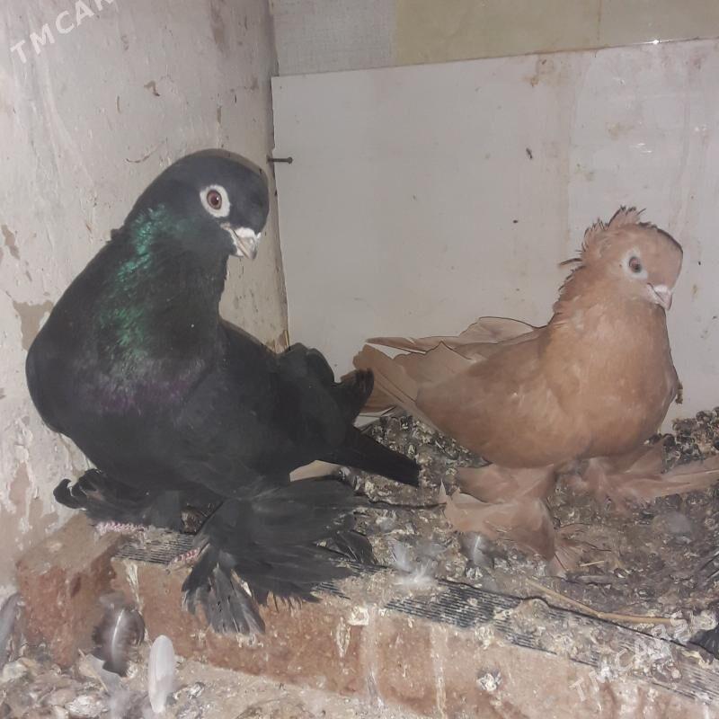 голбы - Mary - img 3