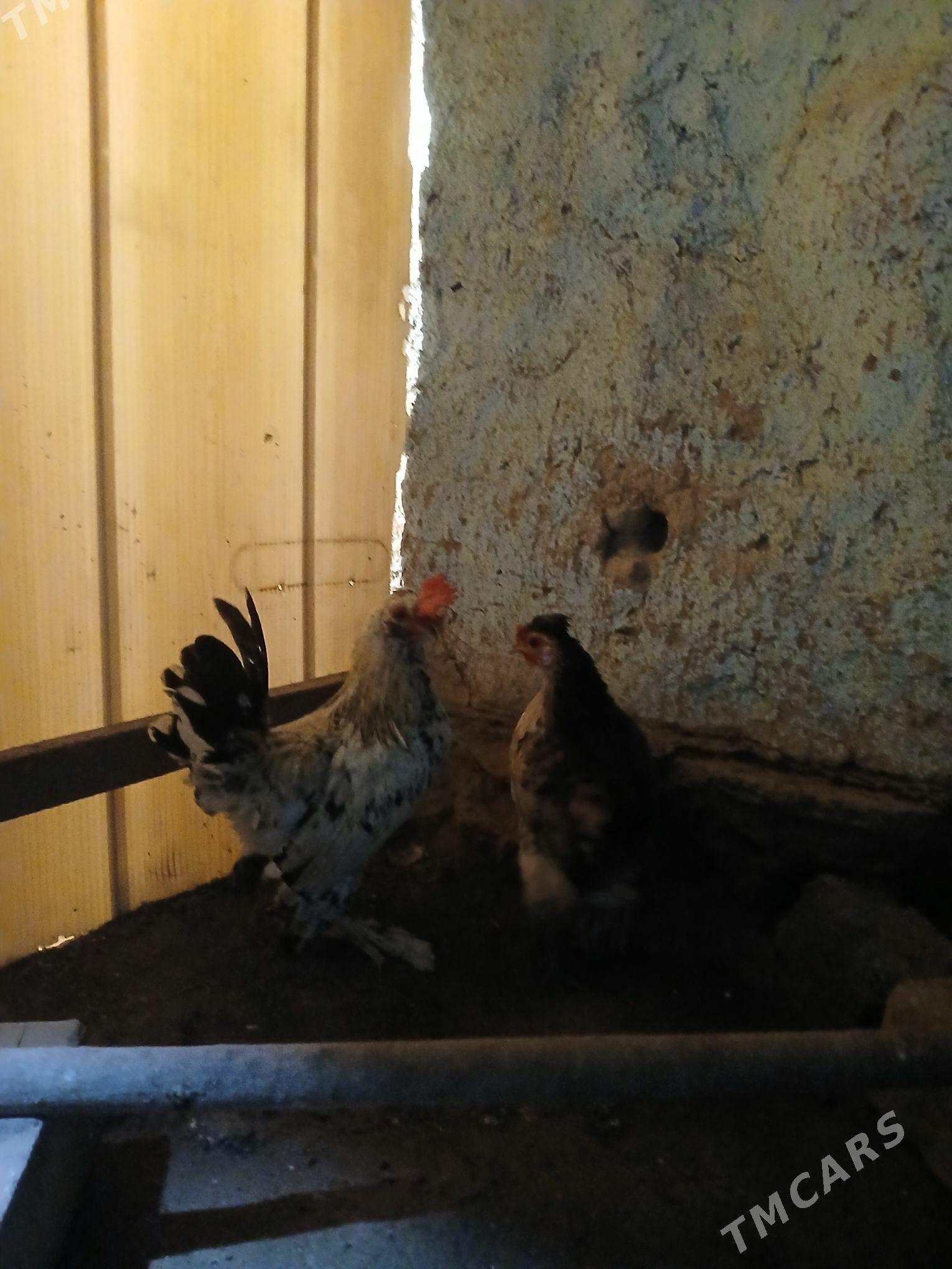 karlik - Daşoguz - img 2