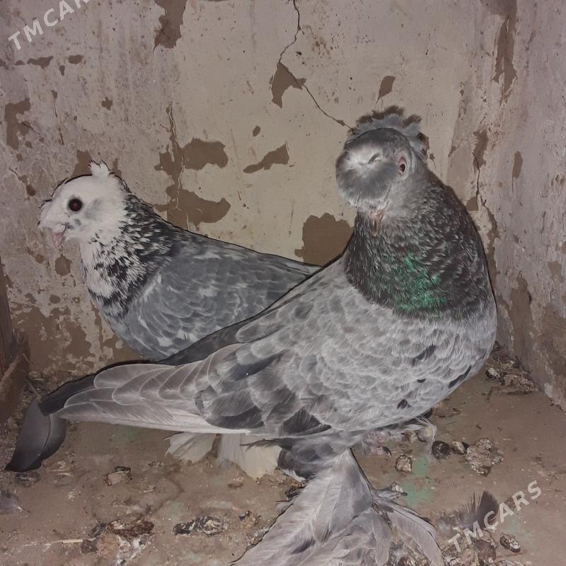 голбы - Mary - img 4