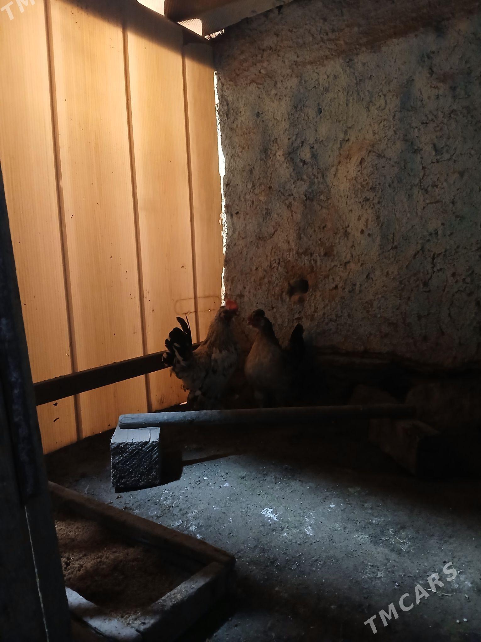 karlik - Daşoguz - img 3