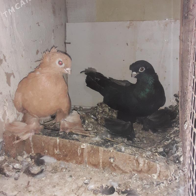 голбы - Mary - img 5