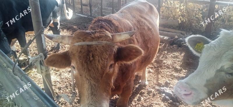 Parodny Ökuz - Türkmenabat - img 2