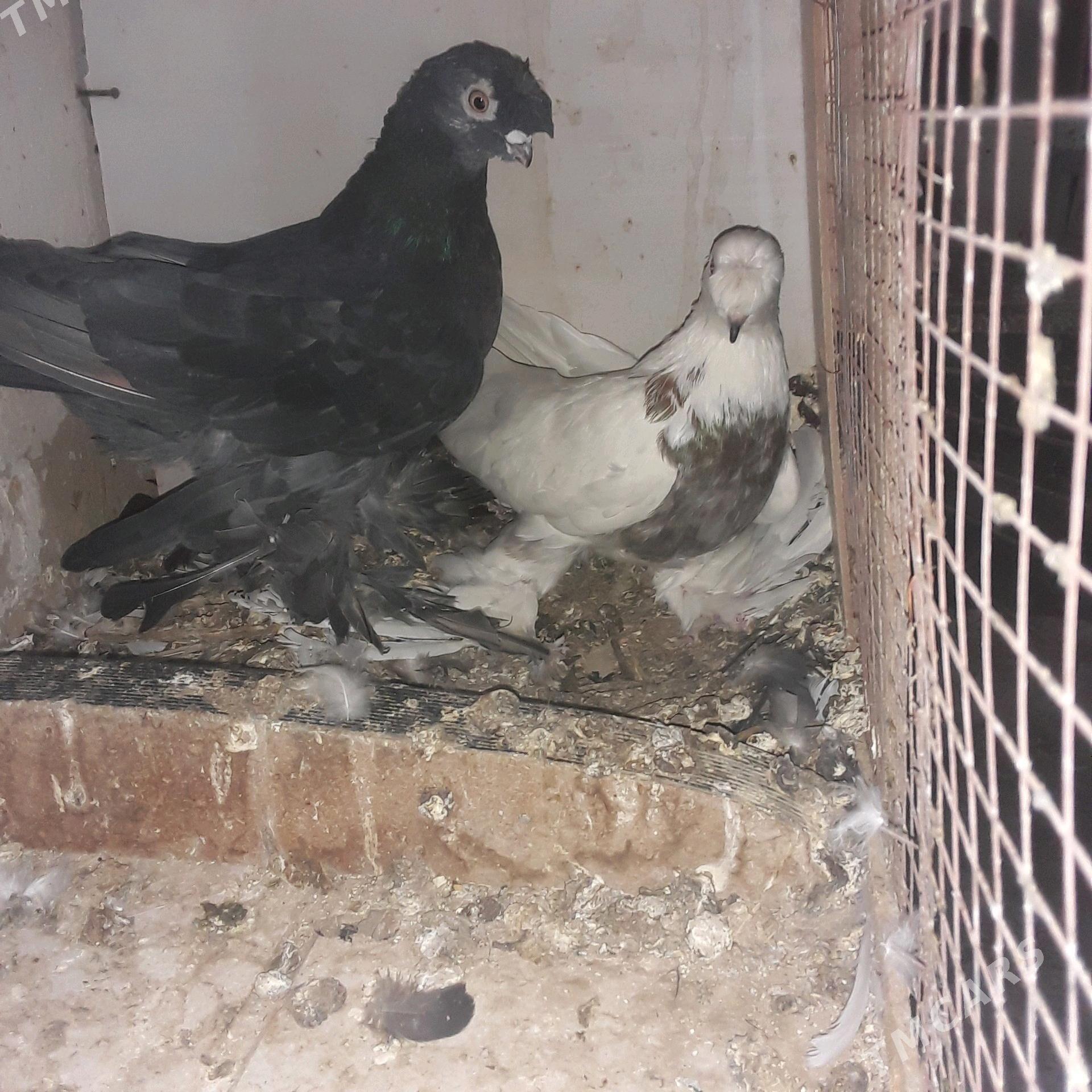 голбы - Mary - img 2