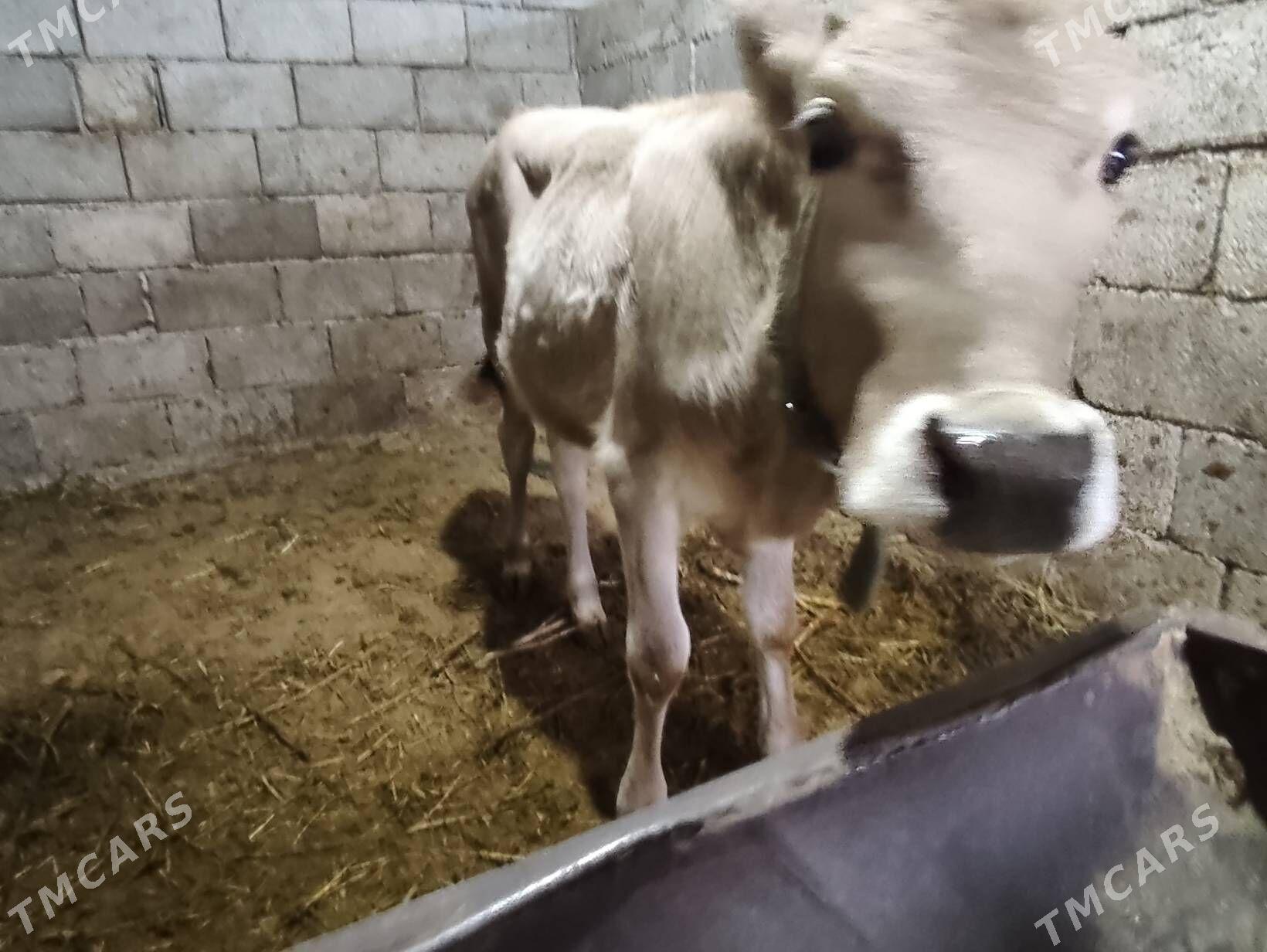 Tuve - Büzmeýin - img 3