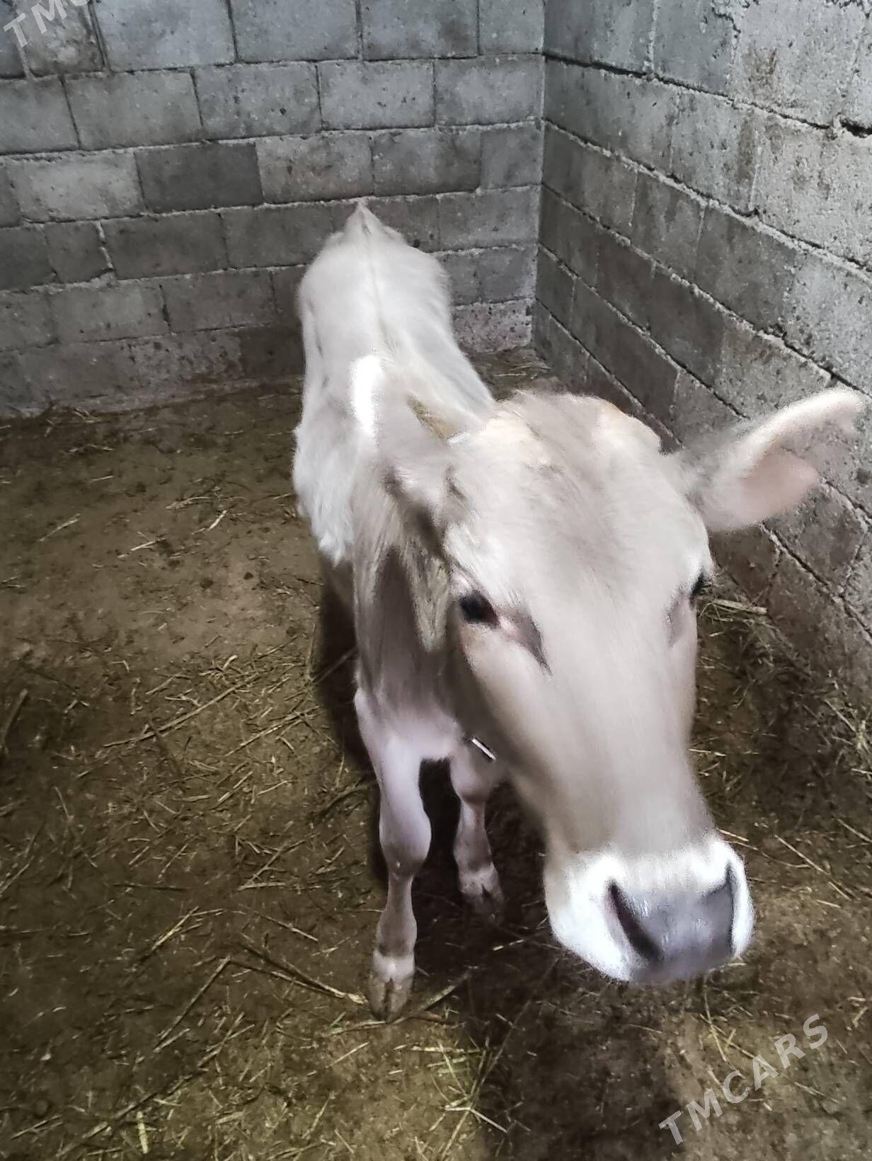 Tuve - Büzmeýin - img 2