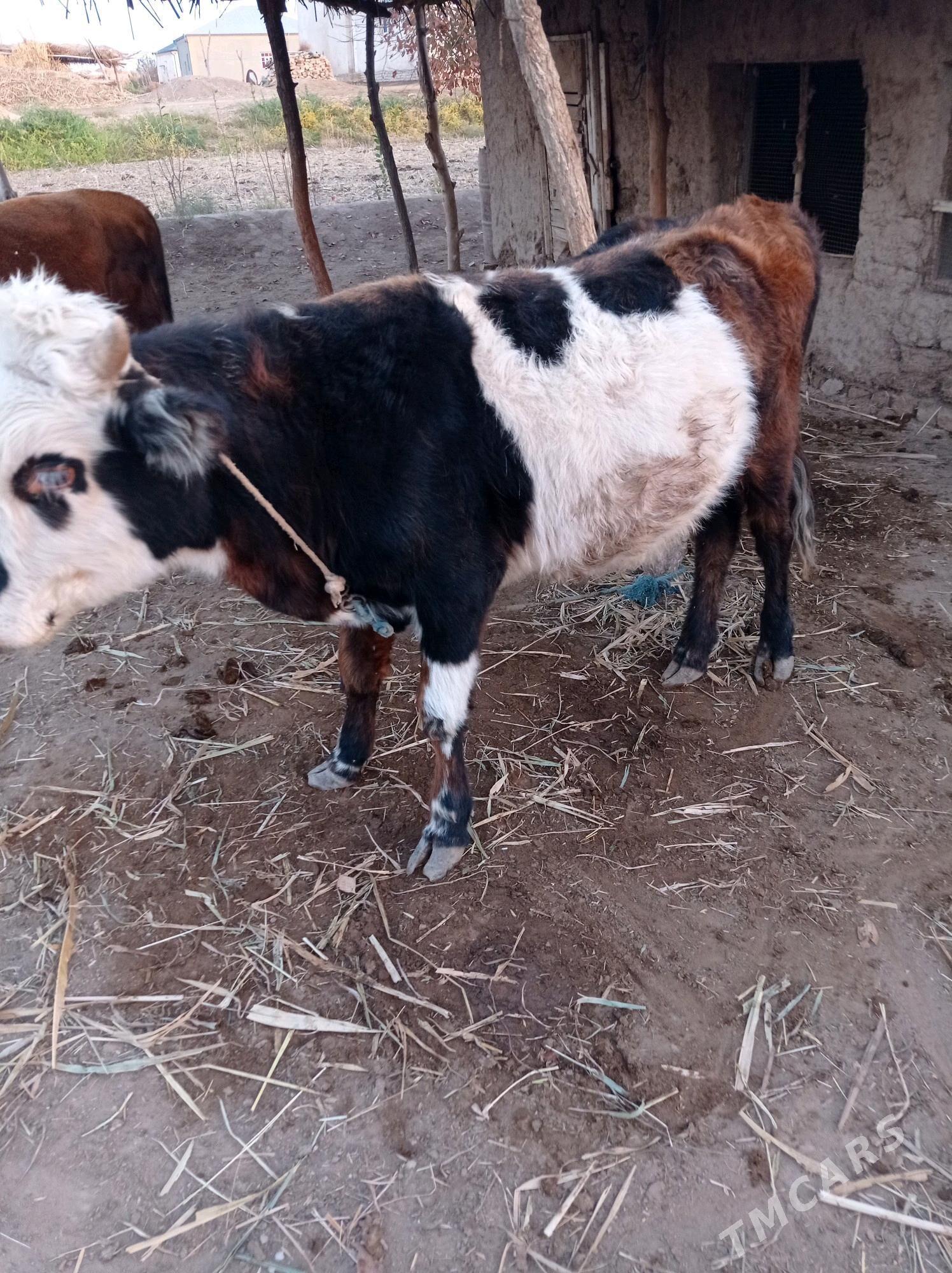 öküz - Гороглы (Тагта) - img 2