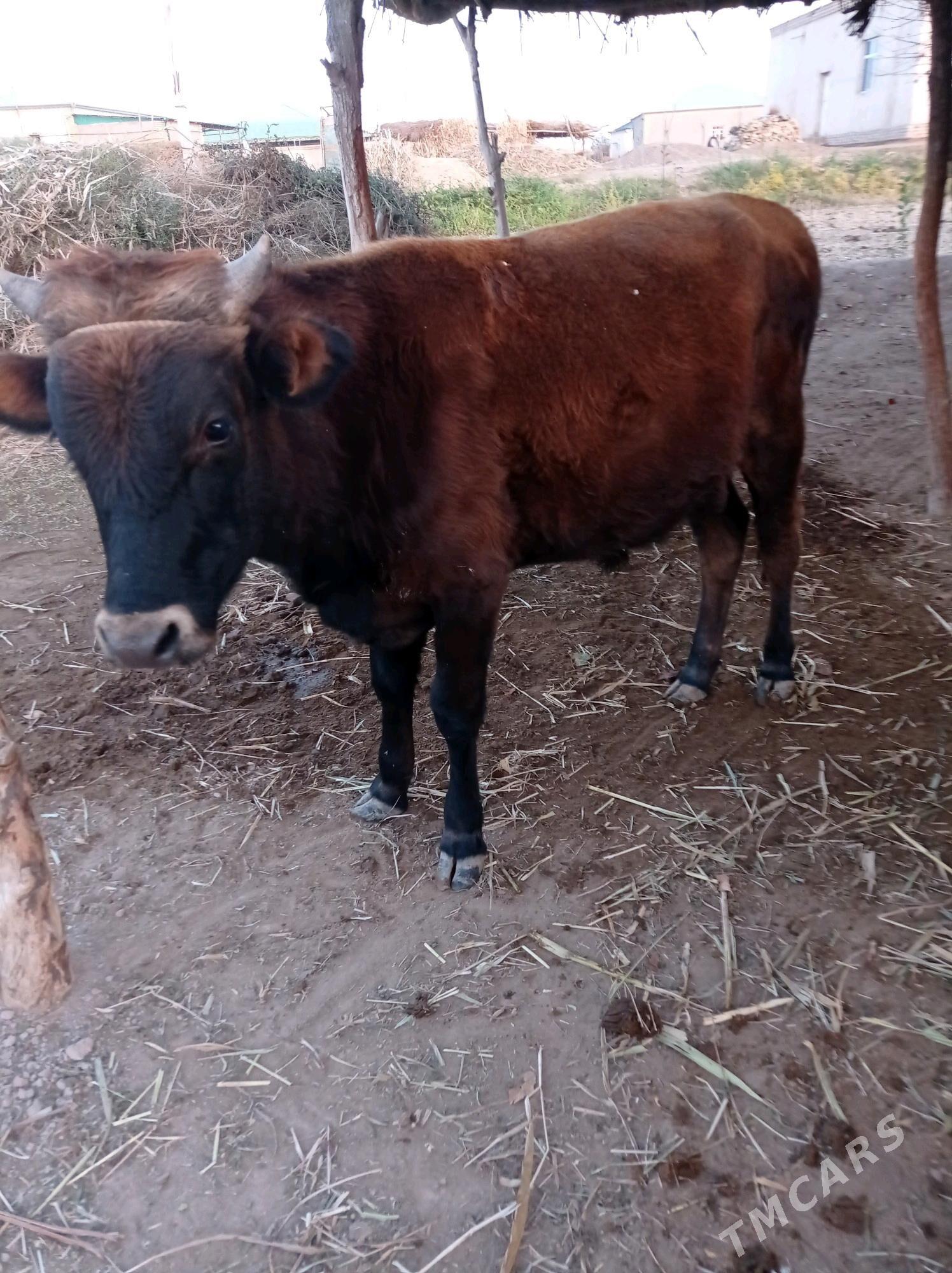 öküz - Гороглы (Тагта) - img 1