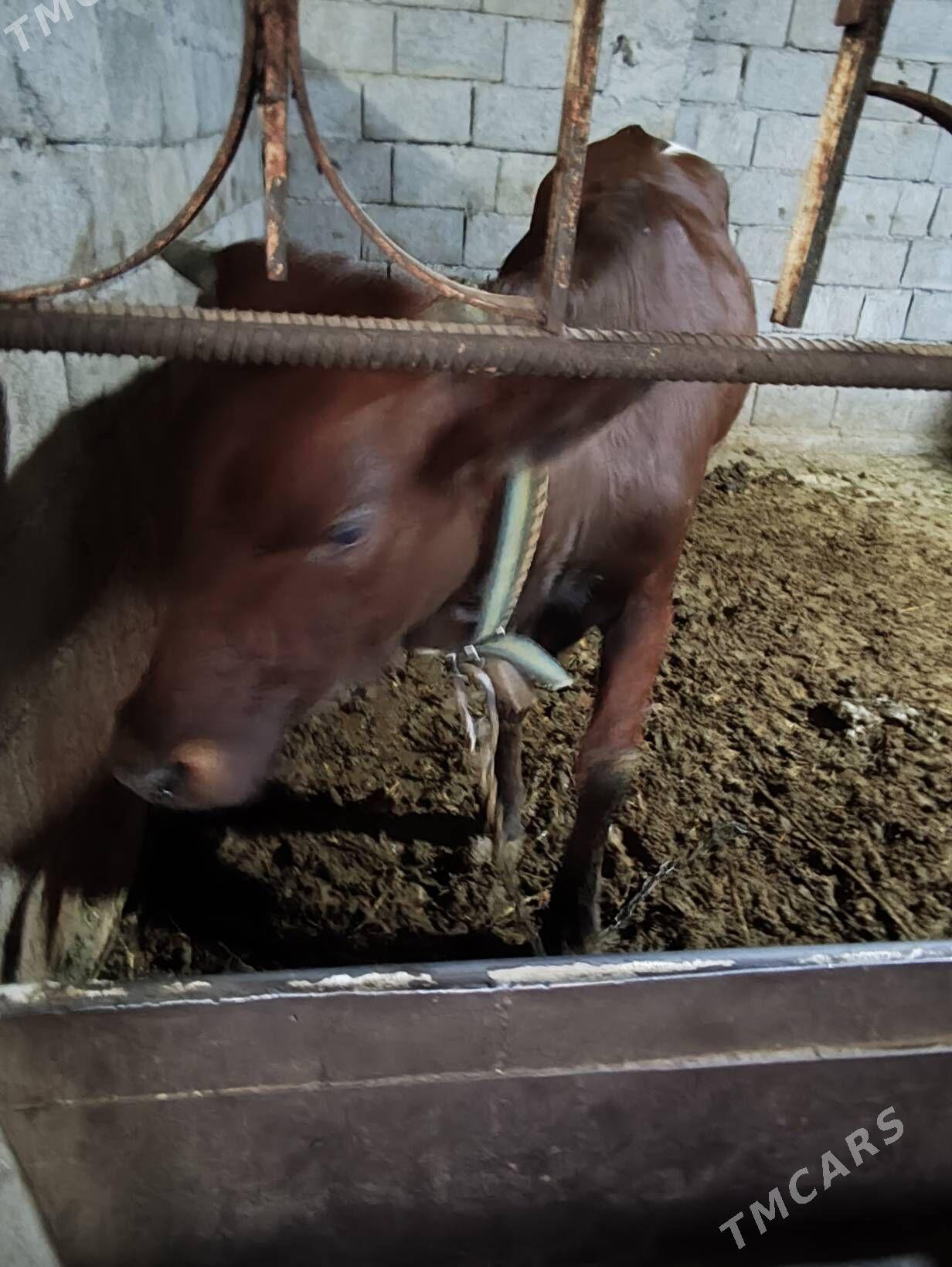 Tuve - Büzmeýin - img 5