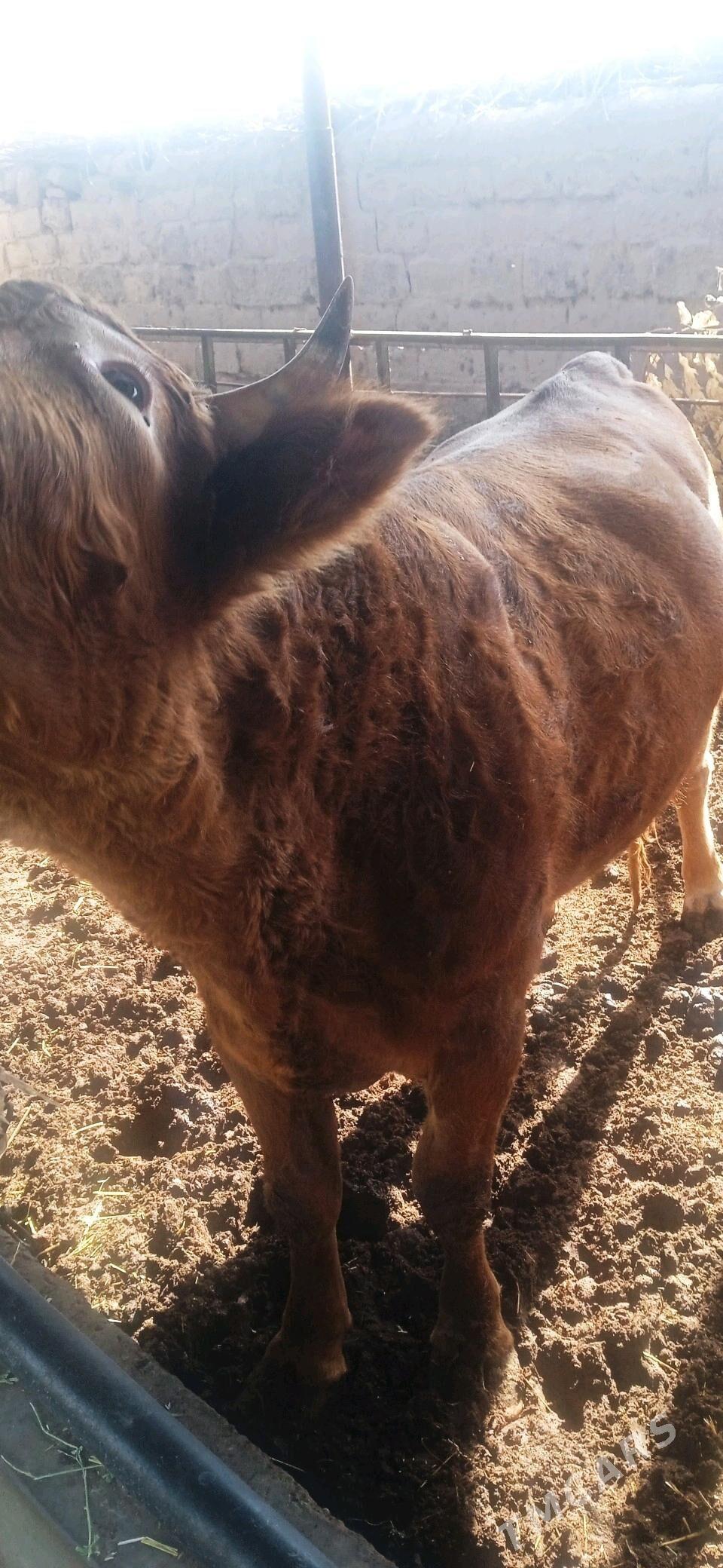 Parodny Ökuz - Türkmenabat - img 3