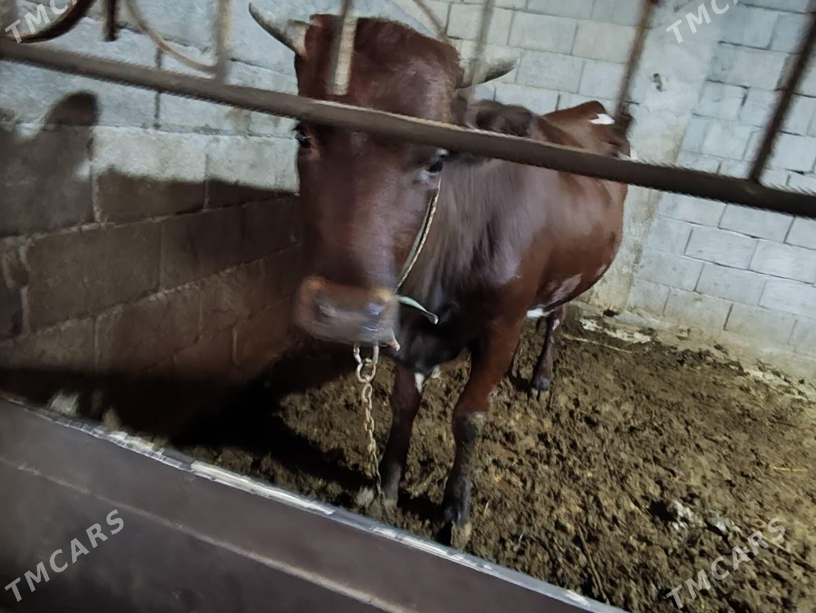 Tuve - Büzmeýin - img 4