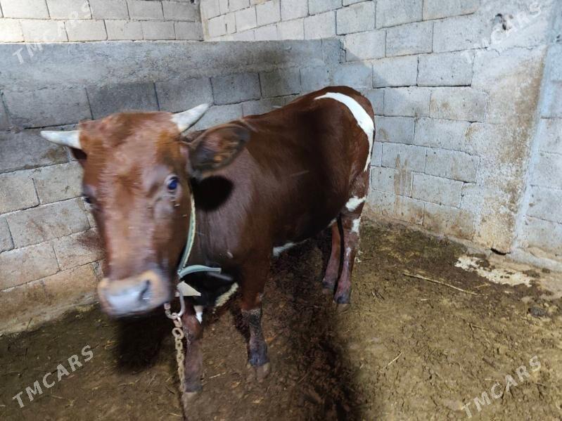 Tuve - Büzmeýin - img 2