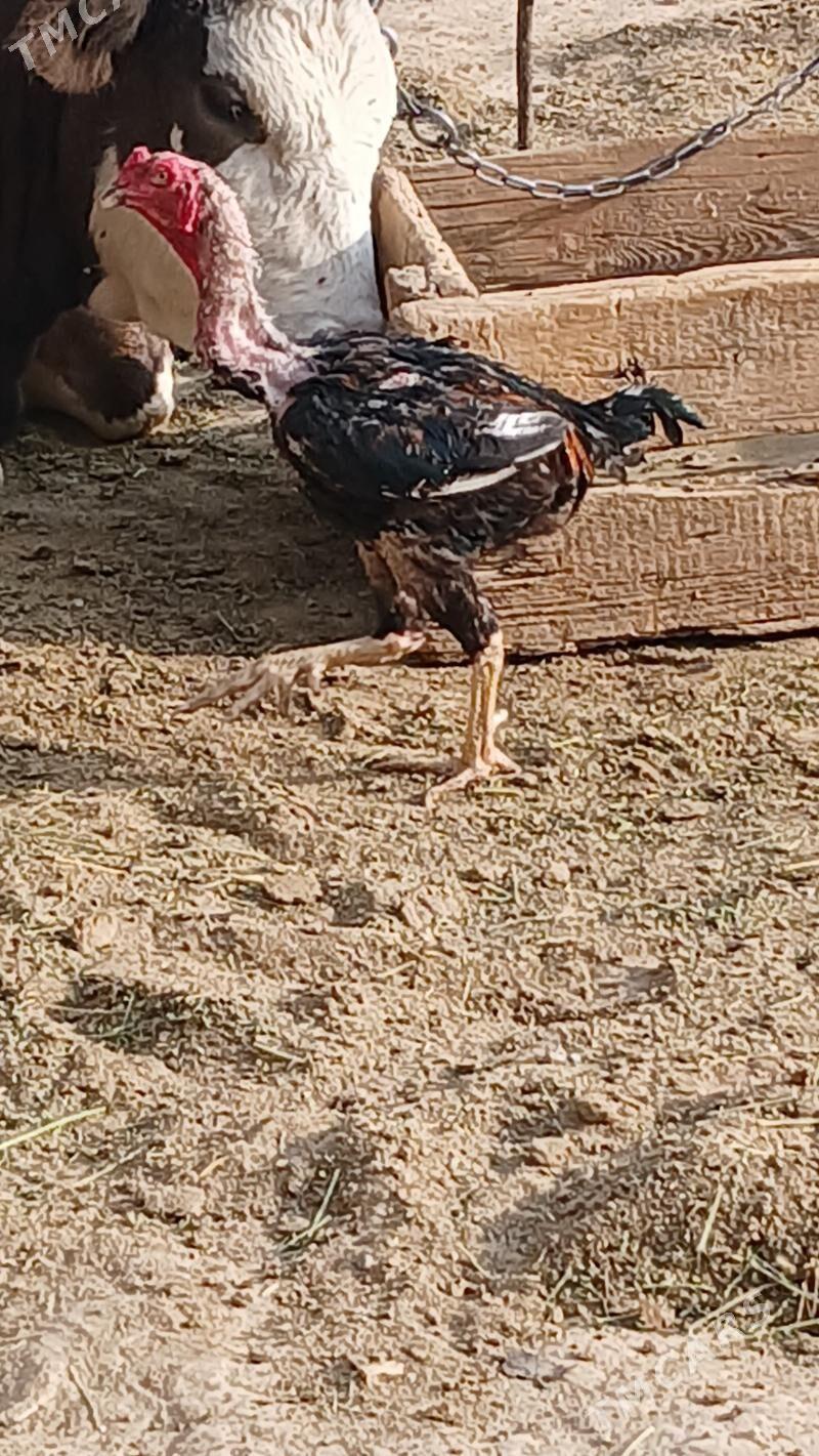 ADMEN HORAZ - Бузмеин - img 2