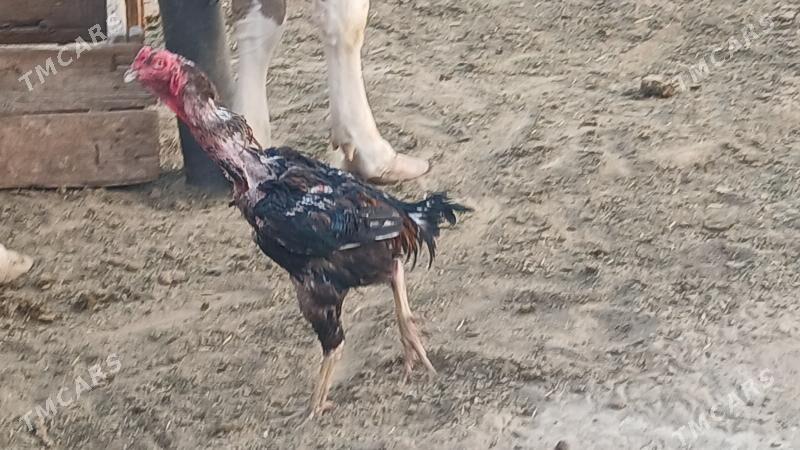 ADMEN HORAZ - Бузмеин - img 3