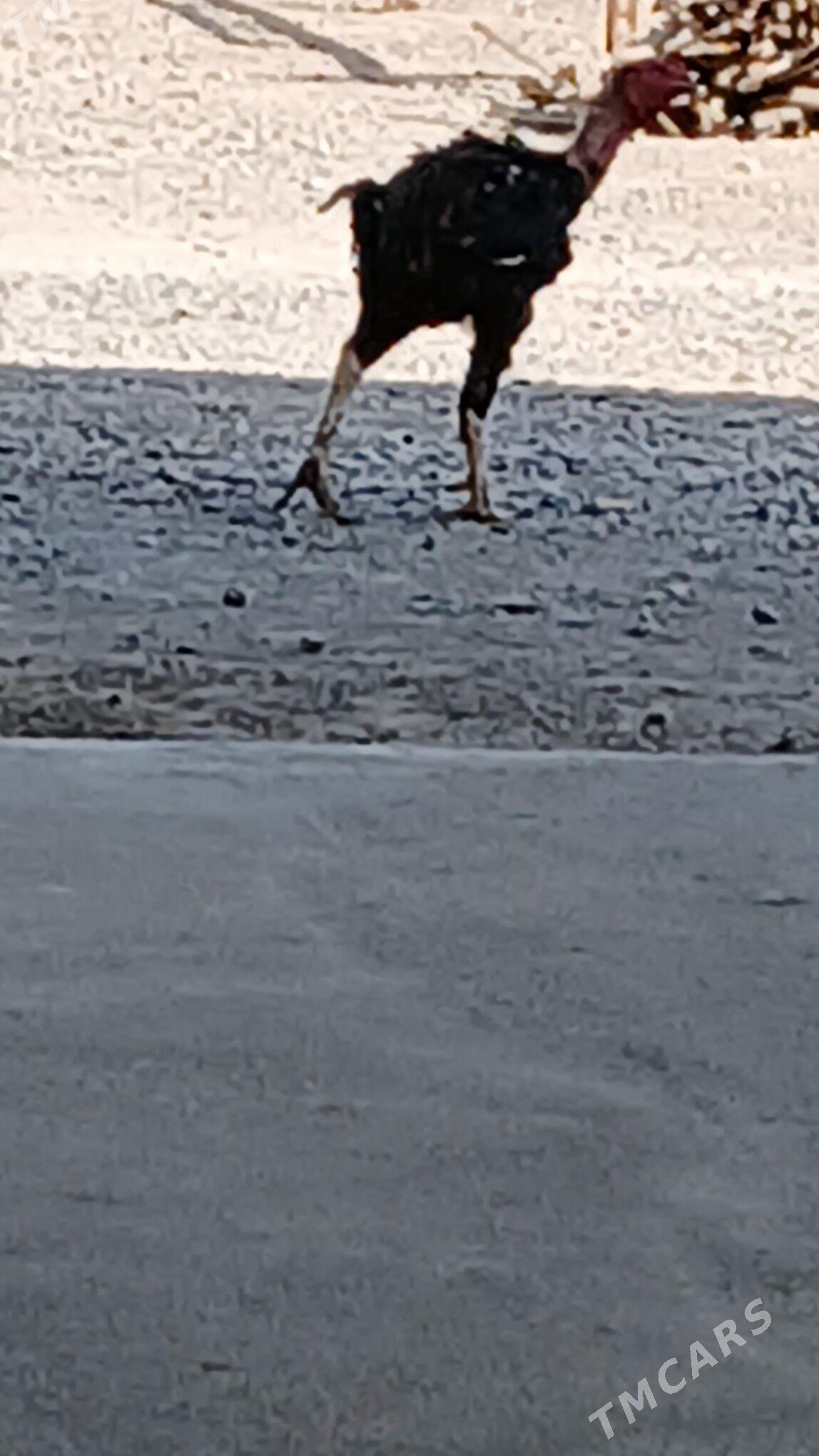 ADMEN HORAZ - Бузмеин - img 1