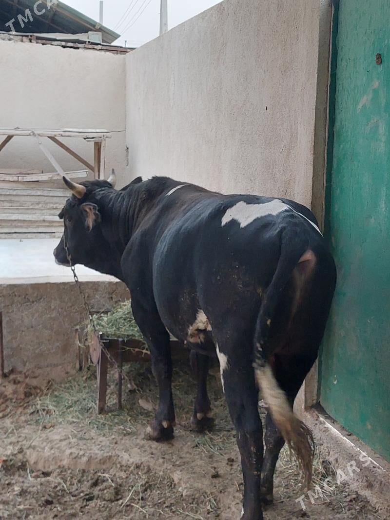 okuz - Ак-Бугдайский этрап - img 1